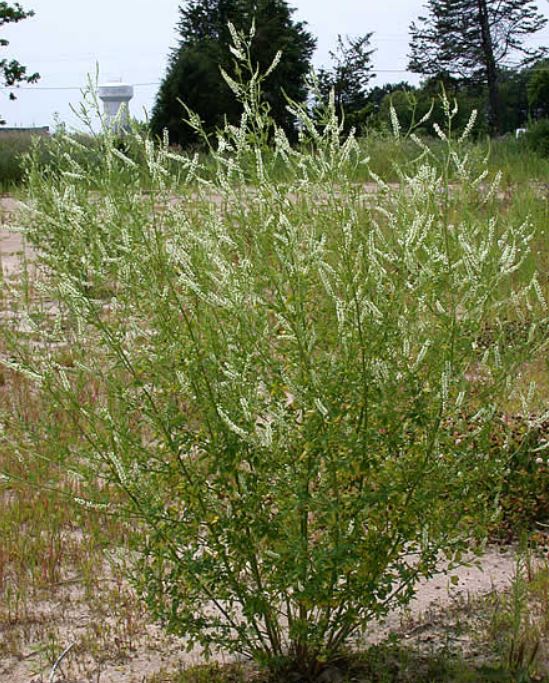 White-flowered Melilots are easy: Melilotus albus (White Melilot,left). With the yellow ones you need to look carefully at the side of the flower (x10). Melilotus altissimus (Tall Melilot, right) has the keel about the same length as the wings (M. officinalis has a shorter keel)