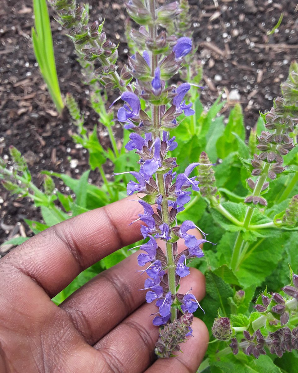 Some salviaIt's the ornamental type not the hallucinogenic oneI swear