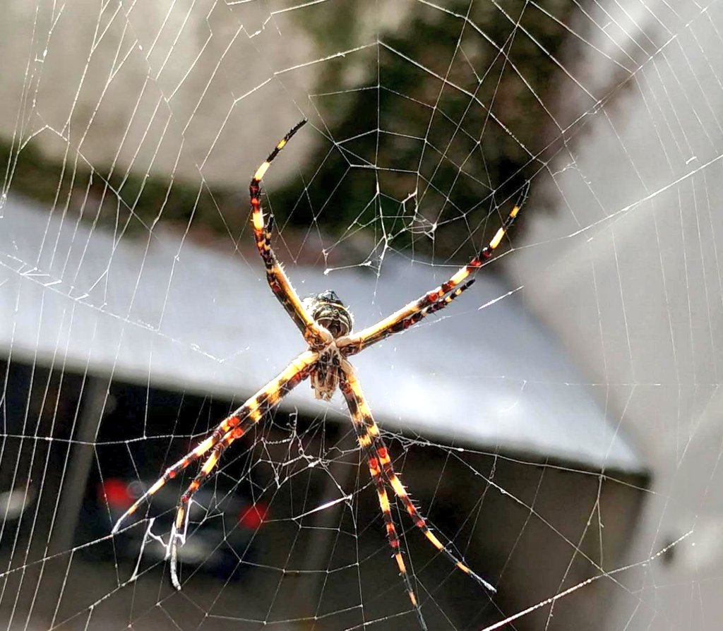 Paco Almeida tweet media