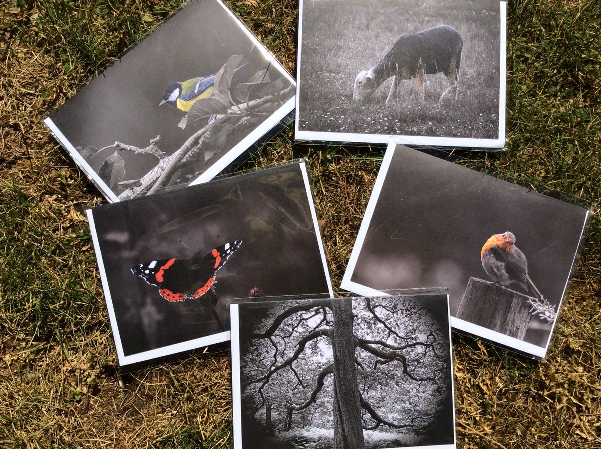 doseofnature2's tweet image. We feel incredibly grateful to have been gifted a box of these wonderful greetings cards from Lake District Nature Writing (@JacobMcAtear). The photography is stunning and they are even eco-friendly! Thank you very much, we cannot wait to use them 🙂✍️