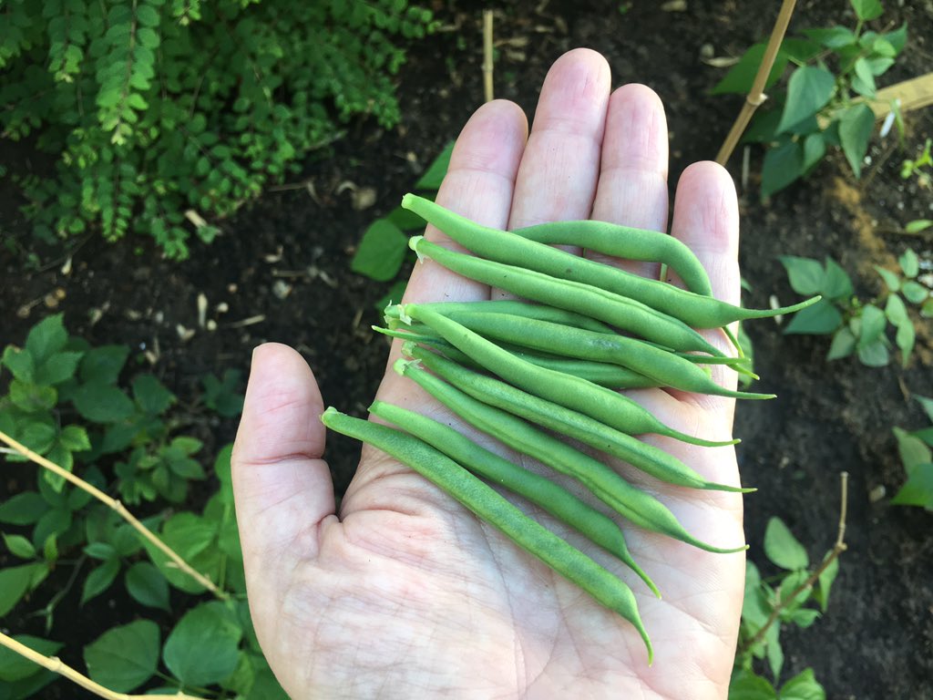 More beans! I'm not ever going to stop being amazed that *I* grew this food from seeds. 