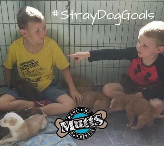 ManitobaMutts's tweet image. #StrayDogGoals

Deep conversations about life with a couple young dudes while sitting in a puppy pen.

#Rescued