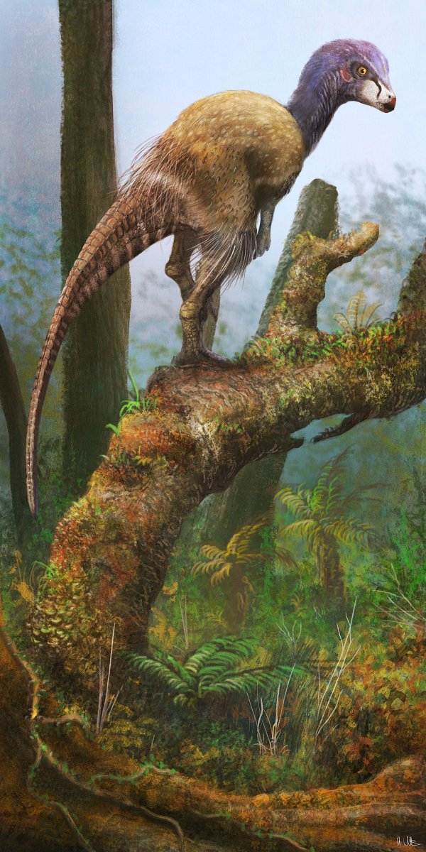 MarkWitton's tweet image. It's Big Overexposed Theropod Month at my #Patreon... so I just uploaded #paleoart of Kulindadromeus. The important thing is that I'm not running from my mistakes. 

Check it out for $1 a month, and get access to heaps of other content too: patreon.com/posts/37598767
#FossilFriday