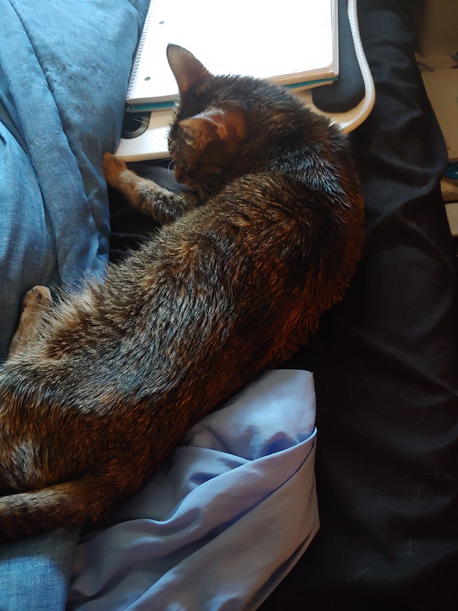 theancientgeeko's tweet photo. [Otter] Wilde is taking her turn to guard the #CAMWS codes for the sessions I'm going to sit in on https://t.co/HH6YM8hzTb
