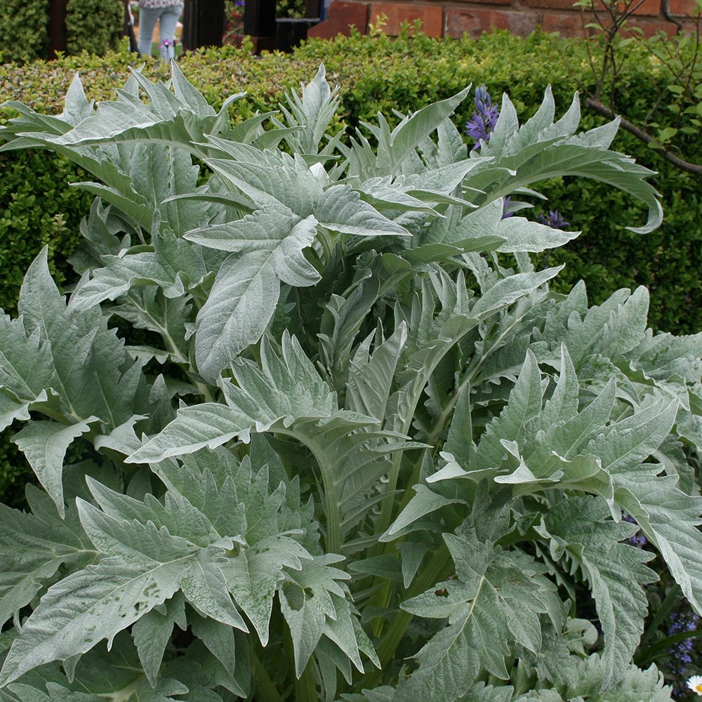 One of the features of waste ground is the number of huge leaf-rosettes you’ll come across. On the left is Horse-radish (Armoracia rusticana, Brassicaceae), often much-nibbled by beetles. On the right Globe Artichoke (Cynara cardunculus, Asteraceae) with its silvery-grey leaves.