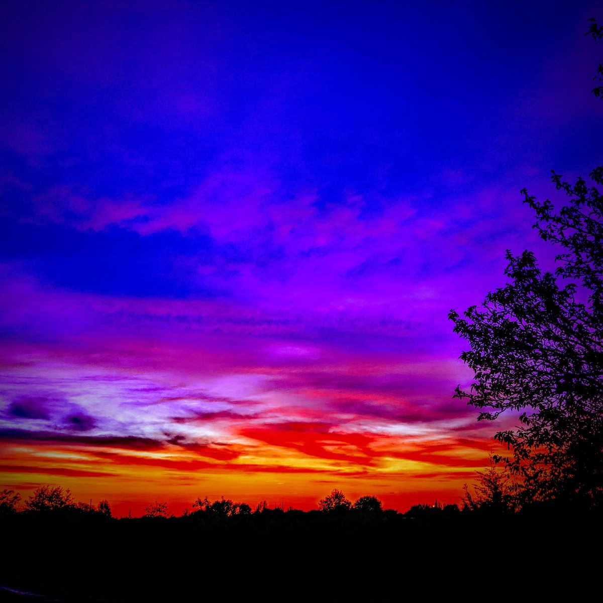 Our Backyard tweet media