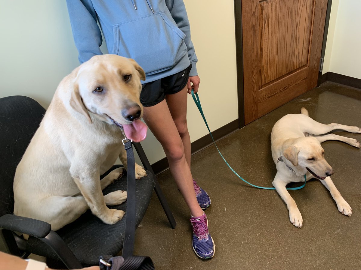 Leashes are a foreign concept to these country pups, but a necessity for vet visits. 

What an embarrassingly ridiculous sight we were, all tangled up, covered in fur, being drug all over the place! 🤣
#YellowLabs 
(Photo: finally relaxed in a private waiting room)