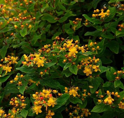 Here are two woody plants, both sown by fruit-feeding birds. Hypericum x inodorum ‘Elstead’ (Tall Tutsan, Hypericacea, left), often mis-identified as the native Tutsan. Much the commonest of a huge genus is Cotoneaster simonsii (Himalayan Cotoneaster, Rosaceae, right)