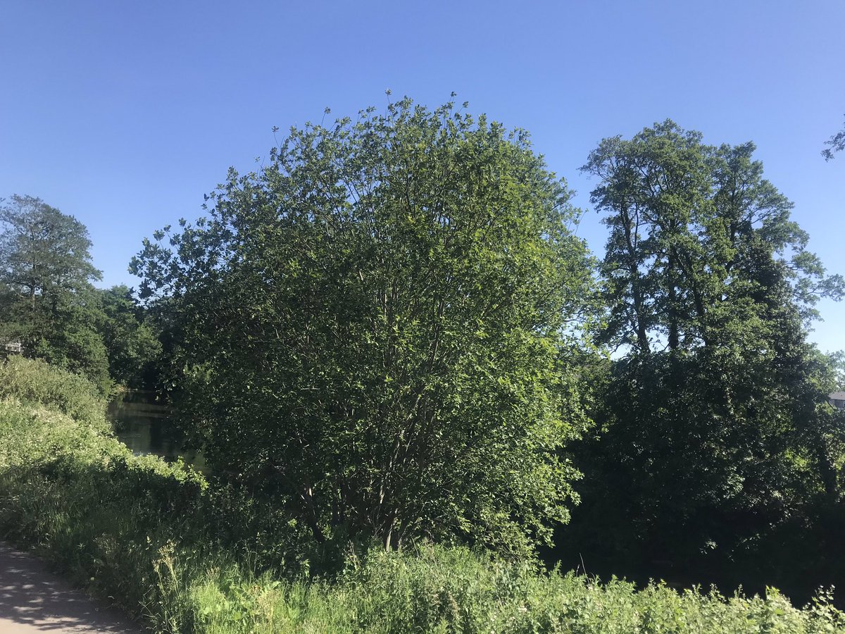 HighlegarBeth88's tweet photo. @MillbankPrimary These are some of our wildlife photos.The View of the River from our garden,  a beautiful rose that we have growing in the garden and a bird that we think is a Heron on the River Bank. #wildlife #ElyRiver #Nature https://t.co/vFztBseVLm