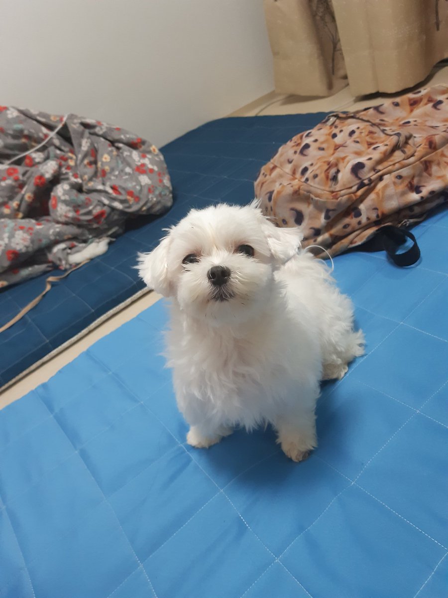 엄마가 눈이 털을 깎다말아서 이렇게됐어