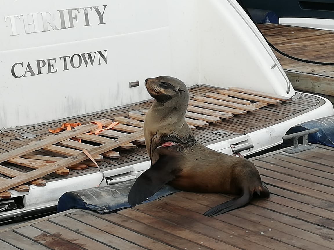 2OceansAquarium's tweet photo. Another seal rescued! Well done team - and thanks Nick who spotted this one and let us know over on Facebook! 💪#seal #animalrescue #plasticpollution #turnthetideonplastic https://t.co/rp0JXI5ydg