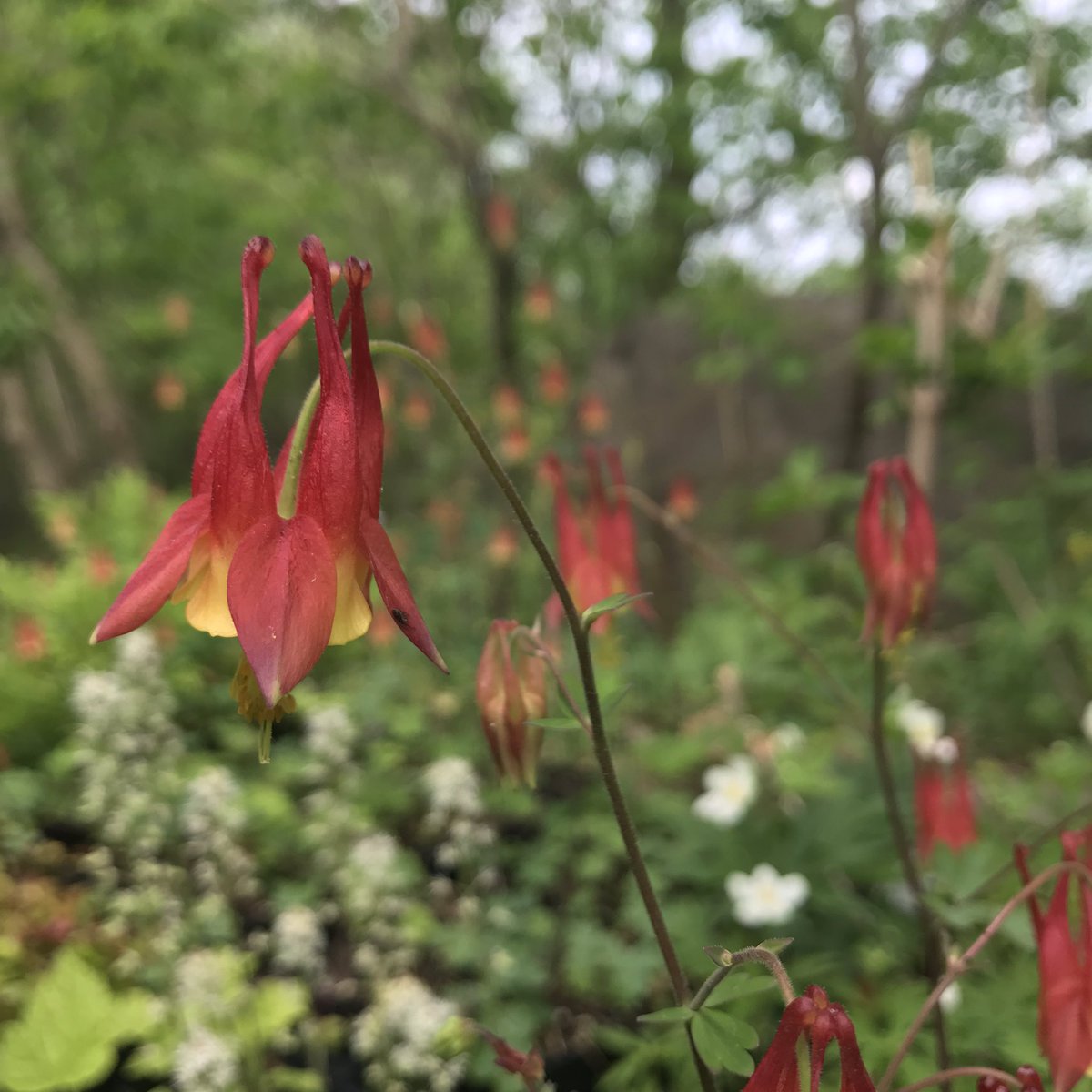QCOutreach's tweet photo. Now #BloomingInQuinte - Wild Columbine, Wild Geranium, Woodland Phlox and Foamflower, all #NativeOntario wildflowers suitable to a shade garden in your yard. Consider adding native ferns &amp; Solomon’s Seal. We can support ecosystem health in our yards across @quinteca region. https://t.co/F2Dkwe8VuH