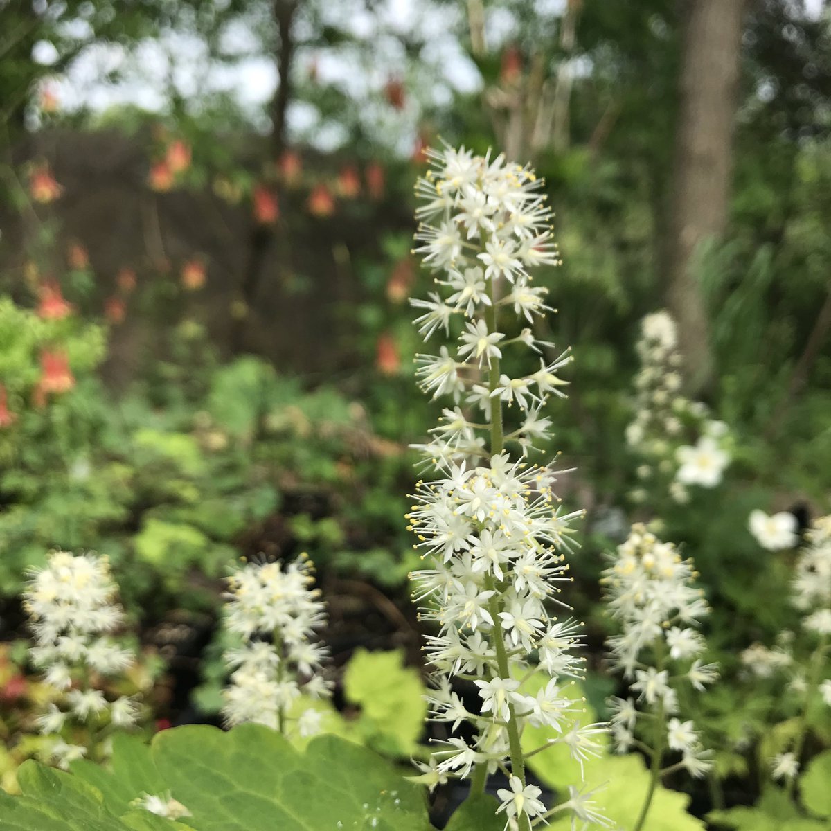 QCOutreach's tweet photo. Now #BloomingInQuinte - Wild Columbine, Wild Geranium, Woodland Phlox and Foamflower, all #NativeOntario wildflowers suitable to a shade garden in your yard. Consider adding native ferns &amp; Solomon’s Seal. We can support ecosystem health in our yards across @quinteca region. https://t.co/F2Dkwe8VuH
