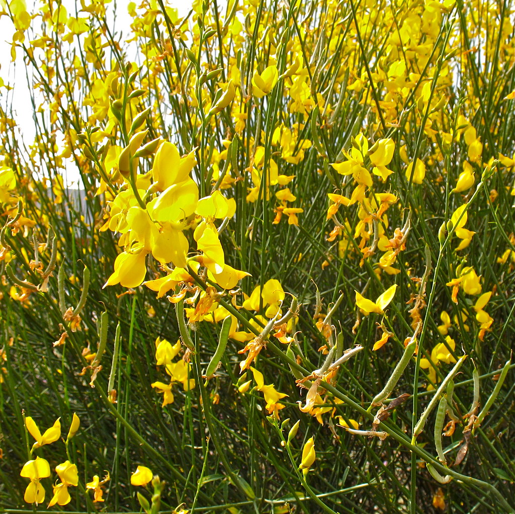 Here are two yellow-flowered legume shrubs: the taller, almost tree-like one is Genista aetnensis (Mount Etna Broom, left) with tiny pea-pods. The shorter (but still bigger than our native Broom) is Spartium junceum (Spanish Broom, right). Both are also common by railways.