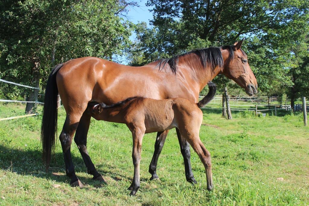 People tend to say horse oocytes are not too pretty, but who cares if all end-ups in this lovely foal! Thank you all who made it possible! <a href="/Embryotools/">Embryotools, S.L.</a> <a href="/PCB_UB/">Parc Científic de Barcelona</a> @guillemformiguera, @creaveterinaris, #icsi, #opu, #horses