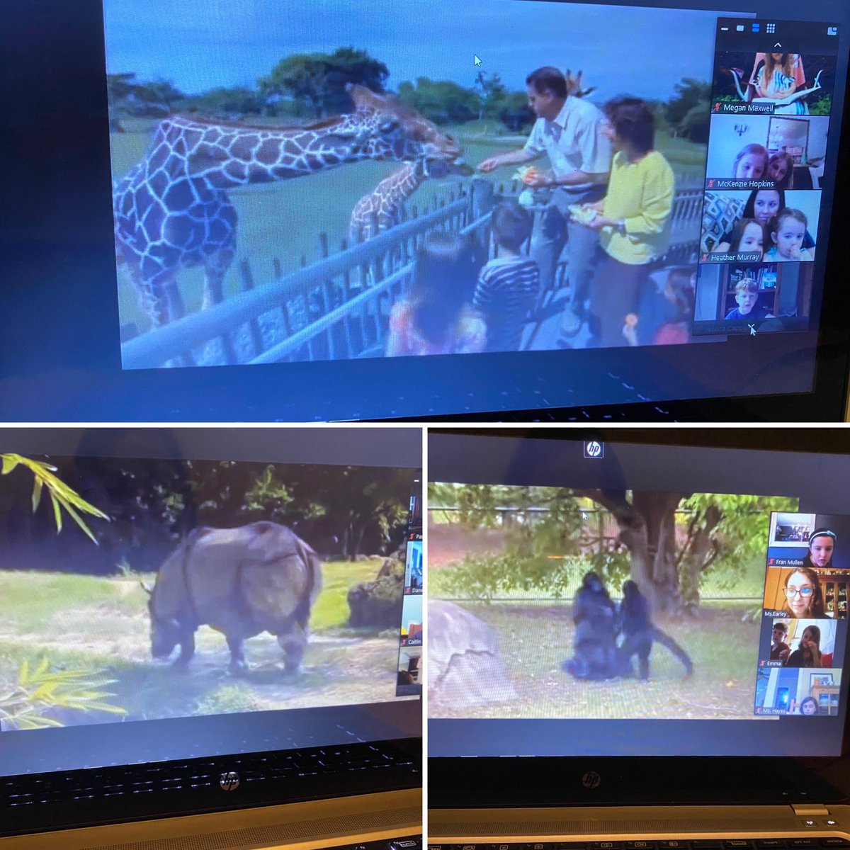 First grade had a blast on our virtual field trip to the Zoo! <a href="/MillerFirst103/">Susan Miller</a> @MsEarley_Colls <a href="/teachtatem2read/">ⒽⒺⒶⓉⒽⒺⓇ ⓂⓊⓇⓇⒶⓎ</a> #tatemtweets #collsedu