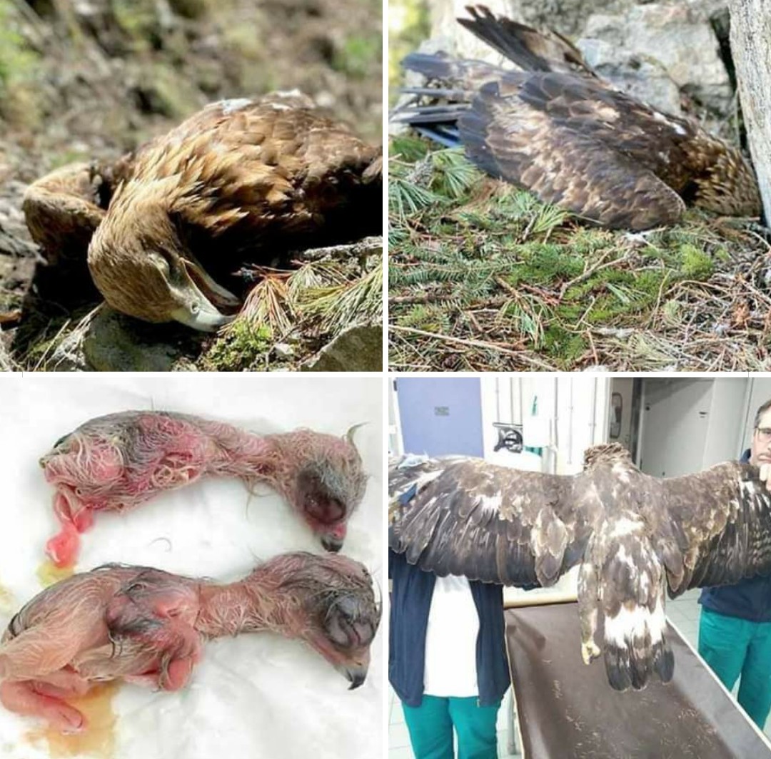 fatina909's tweet photo. 💔💔 ..Ecco l 'Aquila reale uccisa a fucilate  in Trentino,  mentre era nel nido a covare. Le uova a pochi giorni dalla schiusa, gli embrioni già formati. I rapaci e i predatori in generale nel 2020 sono ancora considerati nocivi. Orrore. https://t.co/VN2RrxwXgQ