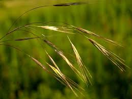 At the moment, the two most abundant regular-sized grasses (Poaceae) are Anisantha sterilis (Barren Brome, left) and Hordeum murinum (Wall Barley, right)