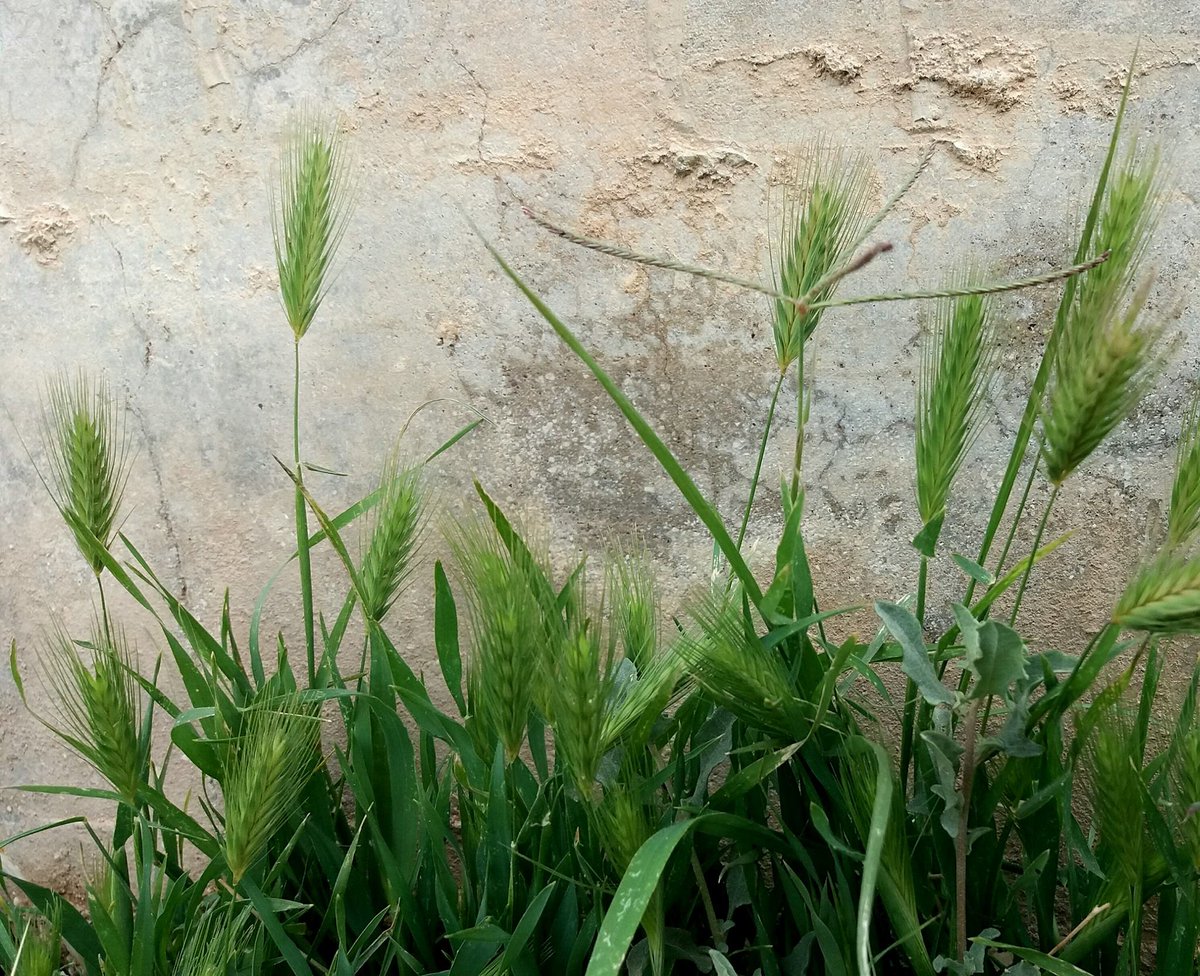 At the moment, the two most abundant regular-sized grasses (Poaceae) are Anisantha sterilis (Barren Brome, left) and Hordeum murinum (Wall Barley, right)