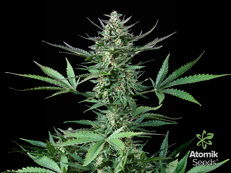AtomikSeeds's tweet photo. 7 secrets about different strains of cannabis. Read more at out blog here:
https://t.co/glxRAeLxVn https://t.co/qDxnstX3hf