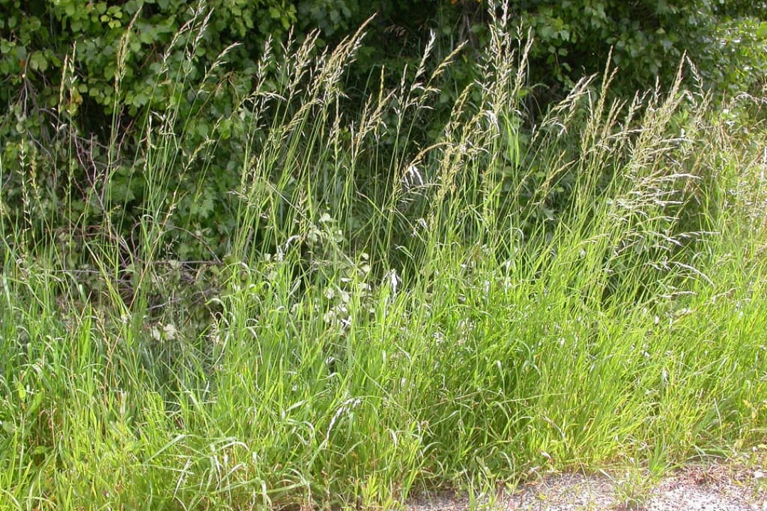 Later on, the taller perennial grasses will dominate, including Arrhenatherum elatius (False Oat-grass, left) and Elymus repens (Common Couch, right)