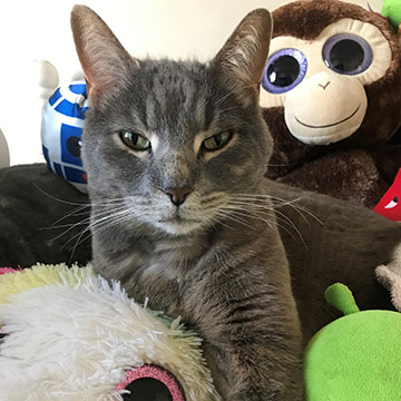 Leo is a purring machine seeking a quiet retirement home. His foster family have such wonderful things to say about him! Read Leo's profile and learn about our modified adoption process on our website bit.ly/chscovid19upda…