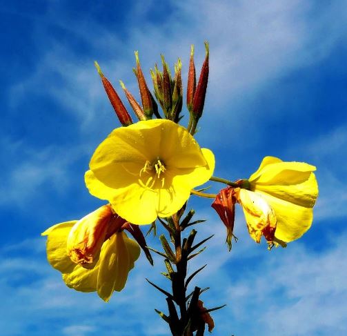 Two of the most spectacular yellow flowers you will find are Evening-primroses (Onagraceae). The biggest, with petals more than 3cm is Oenothera glazioviana whose very long style holds the stigmas well above the anthers (L). Slightly smaller (petals 1.5-3cm) is O. biennis (R)