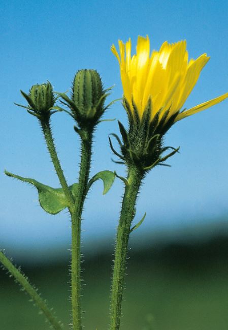 There are 2 Oxtongues (Asteraceae), now placed in different genera. Bristly Oxtongue is Helminthotheca echioides (left) which has huge outer bracts. Hawkweed Oxtongue is Picris hieracioides (right) which has distinctively narrow leaves and normal bracts. Both have bristly leaves.