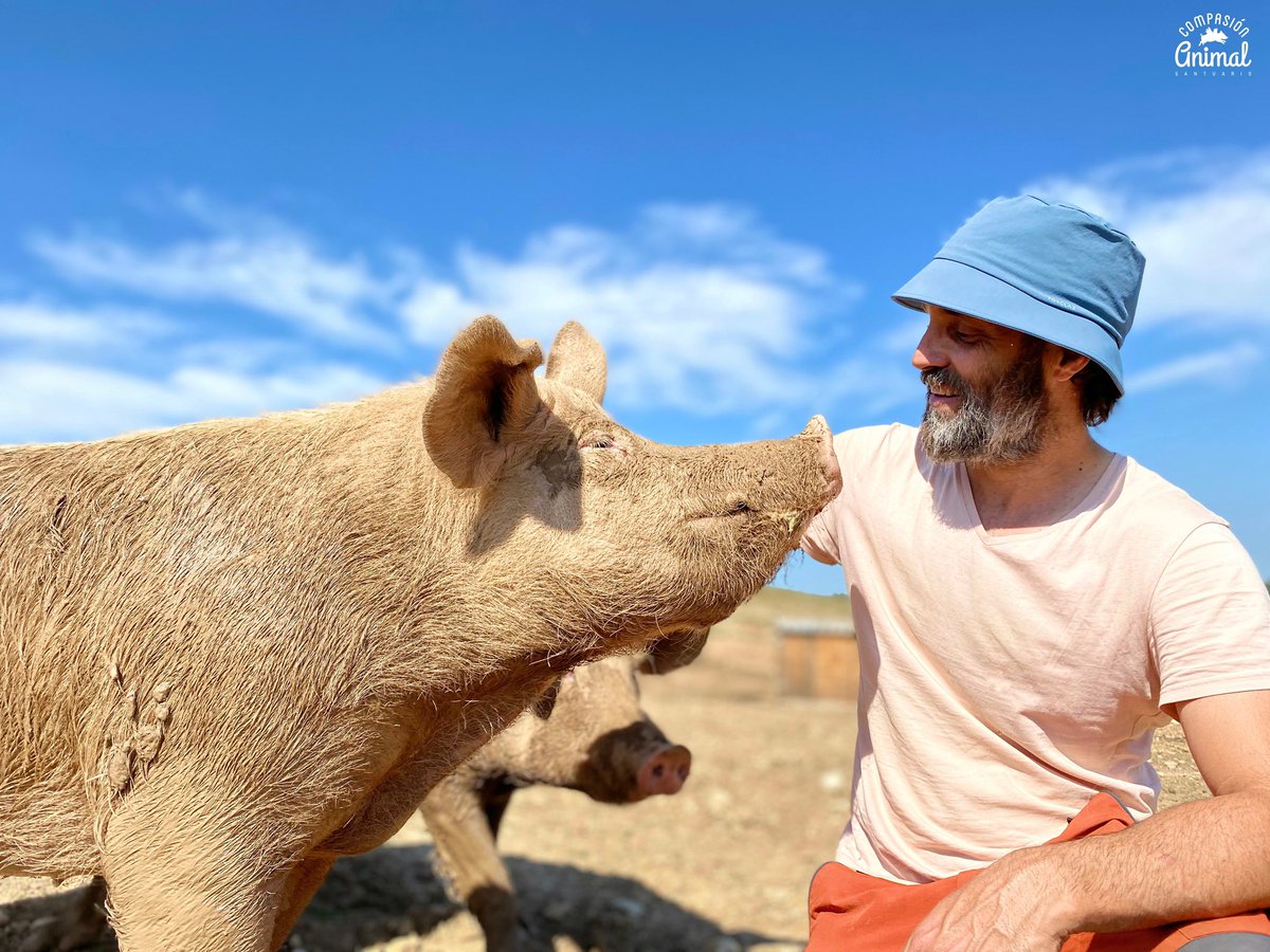CompasionAnimal's tweet image. Lolita tiene devoción por Alberto y es normal, porque él se encarga de dar de comer a los cerdos más grandes del santuario. Así que todos los cerdos le adoran y les encanta ir a saludarle porque saben que Alberto siempre tiene alguna recompensa y caricias para repartir.