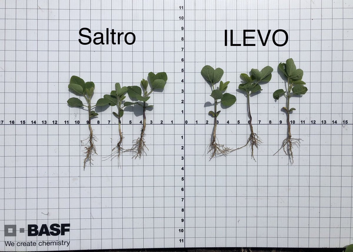 JasonGeis's tweet photo. When you see a halo, you know your beans are protected with the proven winner against BOTH SDS and SCN. Trial looking good in Fowler, IN on April 21 planted beans. #WatchILEVOwork @BASFAgProducts https://t.co/hItpUe3iMv