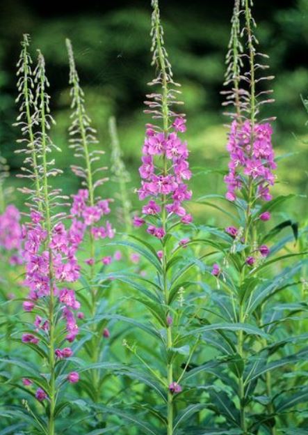 Two of the commonest thicket-forming herbs are Mugwort (Artemisia vulgaris, Asteraceae, left) and Rosebay Willowherb (Chamaenerion angustifolium, Onagraceae, right)