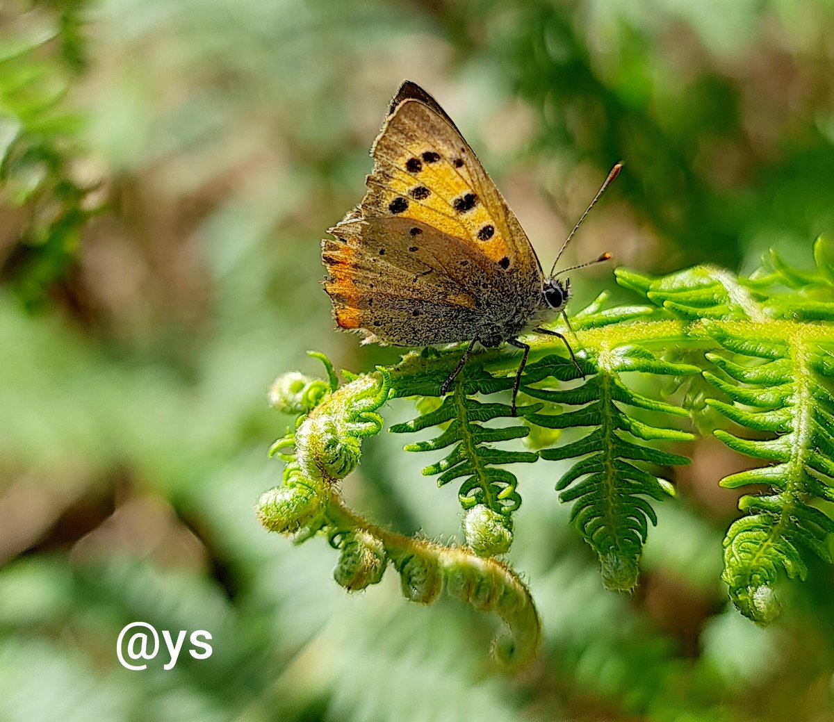 Vlindervlogger's tweet photo. Soms heb je geluk dat je model goed blijft zitten. Deze #kleine_vuurvlinder was er zo één 😁
#Zijpenberg #indenatuur #Veluwe
Sometimes you're lucky to have a patient model like this #small_copper https://t.co/ZA2QKfG5m2