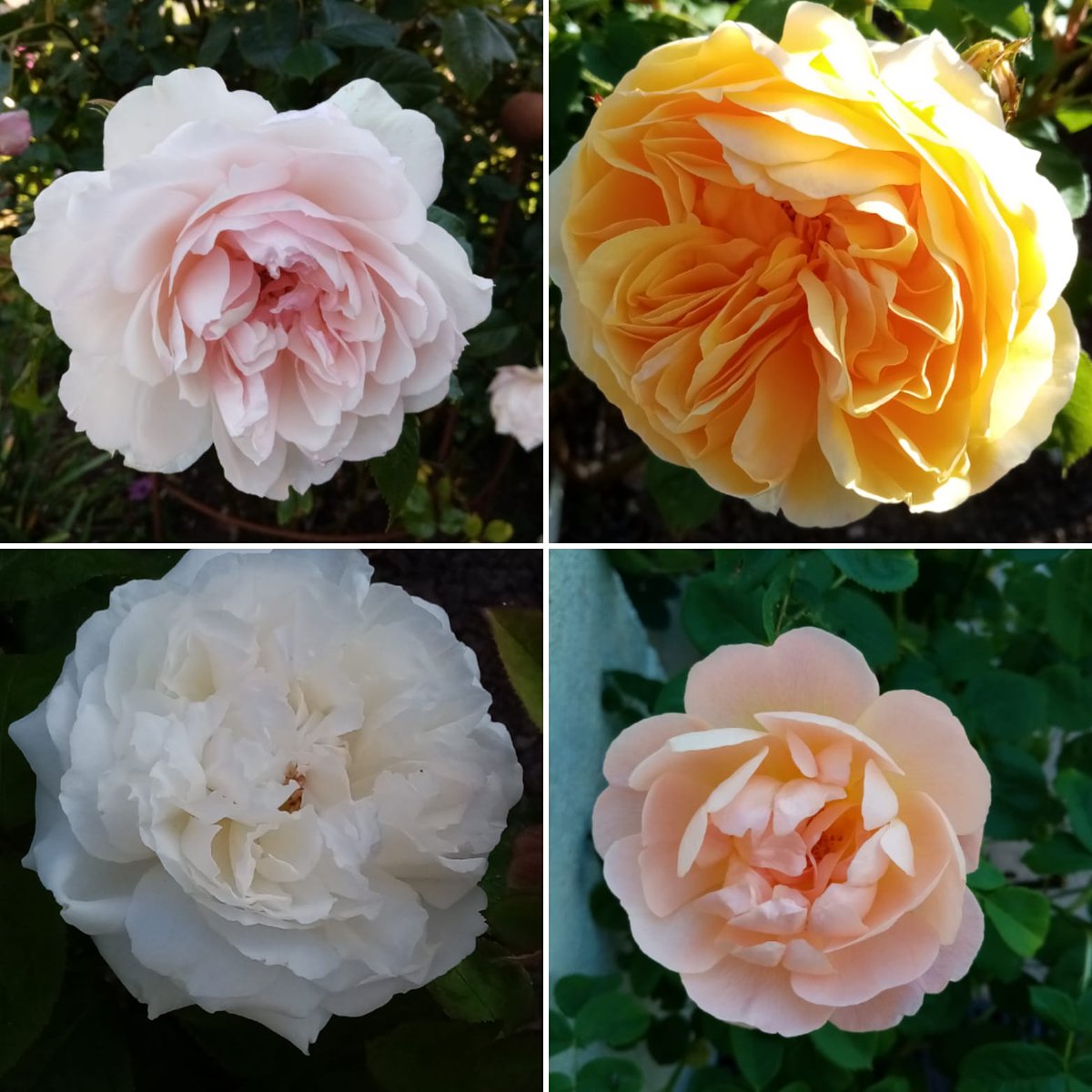 A selection of roses from the garden today for you: 'Generous Gardener', 'Graham Thomas', 'Winchester Cathedral' and 'The Lark Ascending'

#plants #plantfair #specialistnurseries #gardens #opengardens #roses #somerset