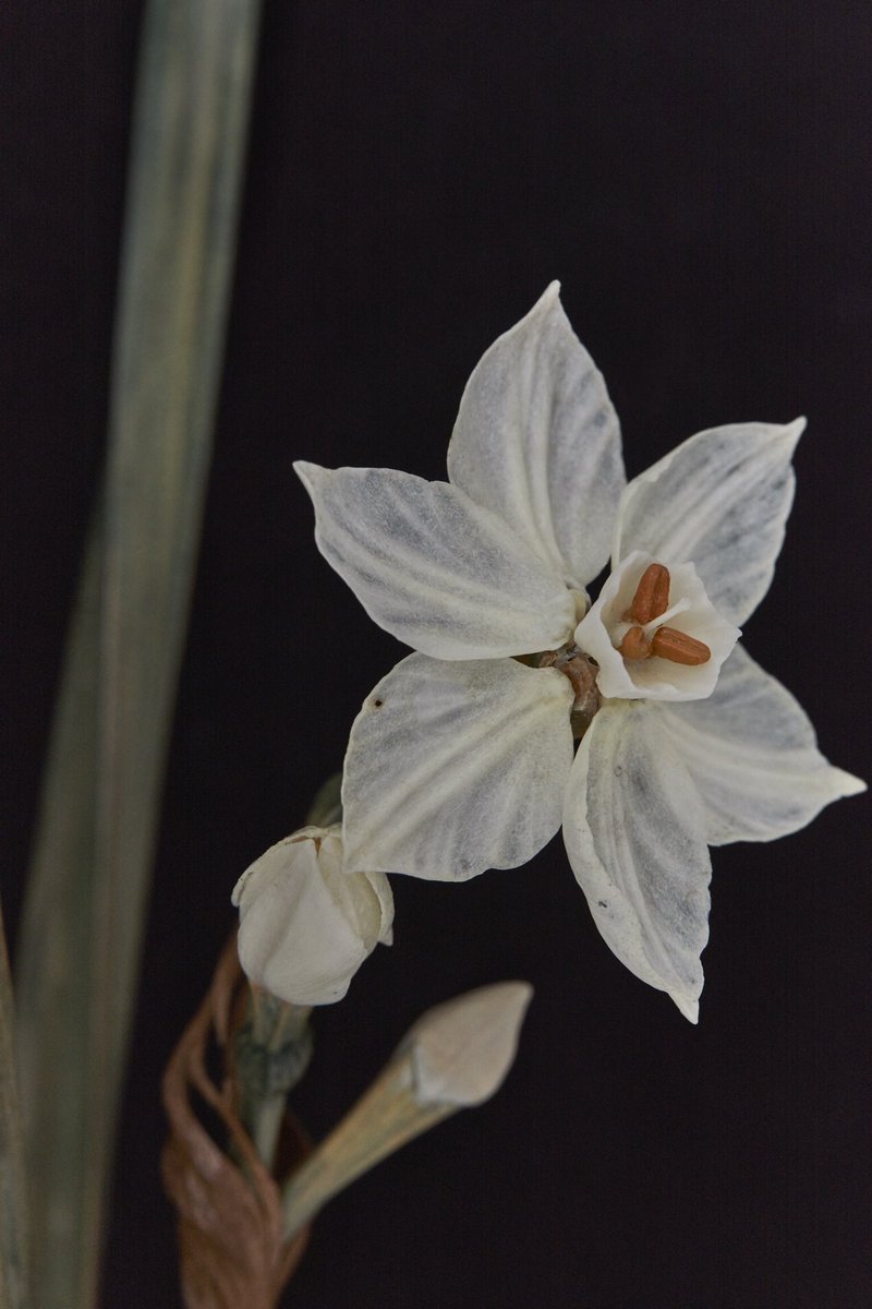 水を注ぐと見事に開花 落語 竹の水仙 に登場する水仙を木彫刻家が本当に作ってしまった Togetter