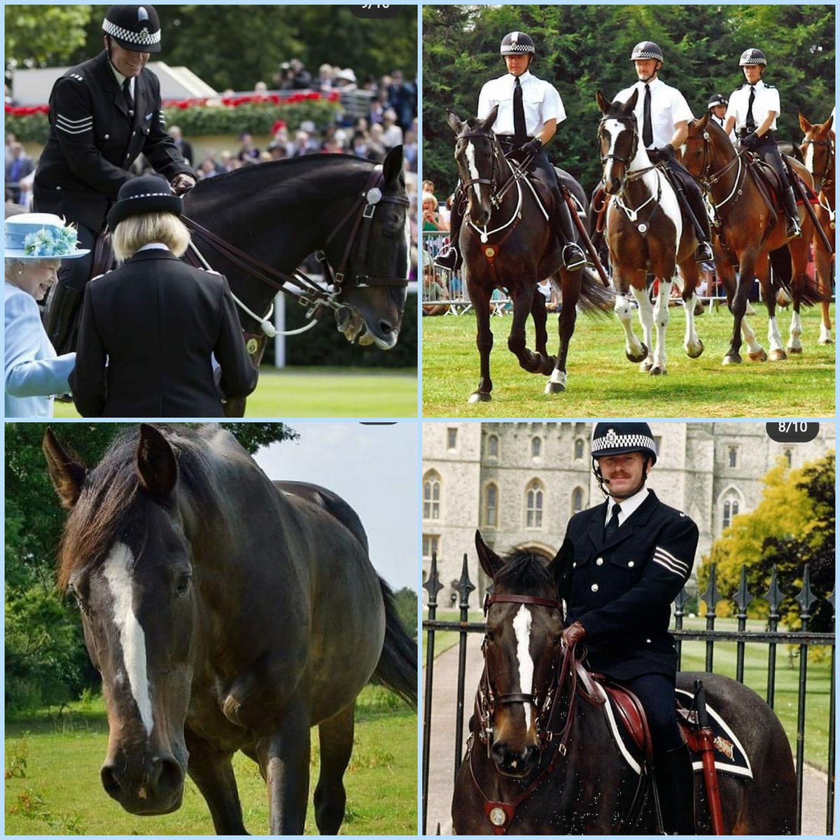 TVP_horses's tweet photo. More sad news as we have been informed by @horsetrust that our wonderful RPH Clyde has sadly passed away at the fabulous age of 29 after 9 years of happy retirementπͺ He had the most amazing career with us, even receiving a commendation from The Queen. #ripclyde #runfree π P1686 https://t.co/8QDtKvcX3x