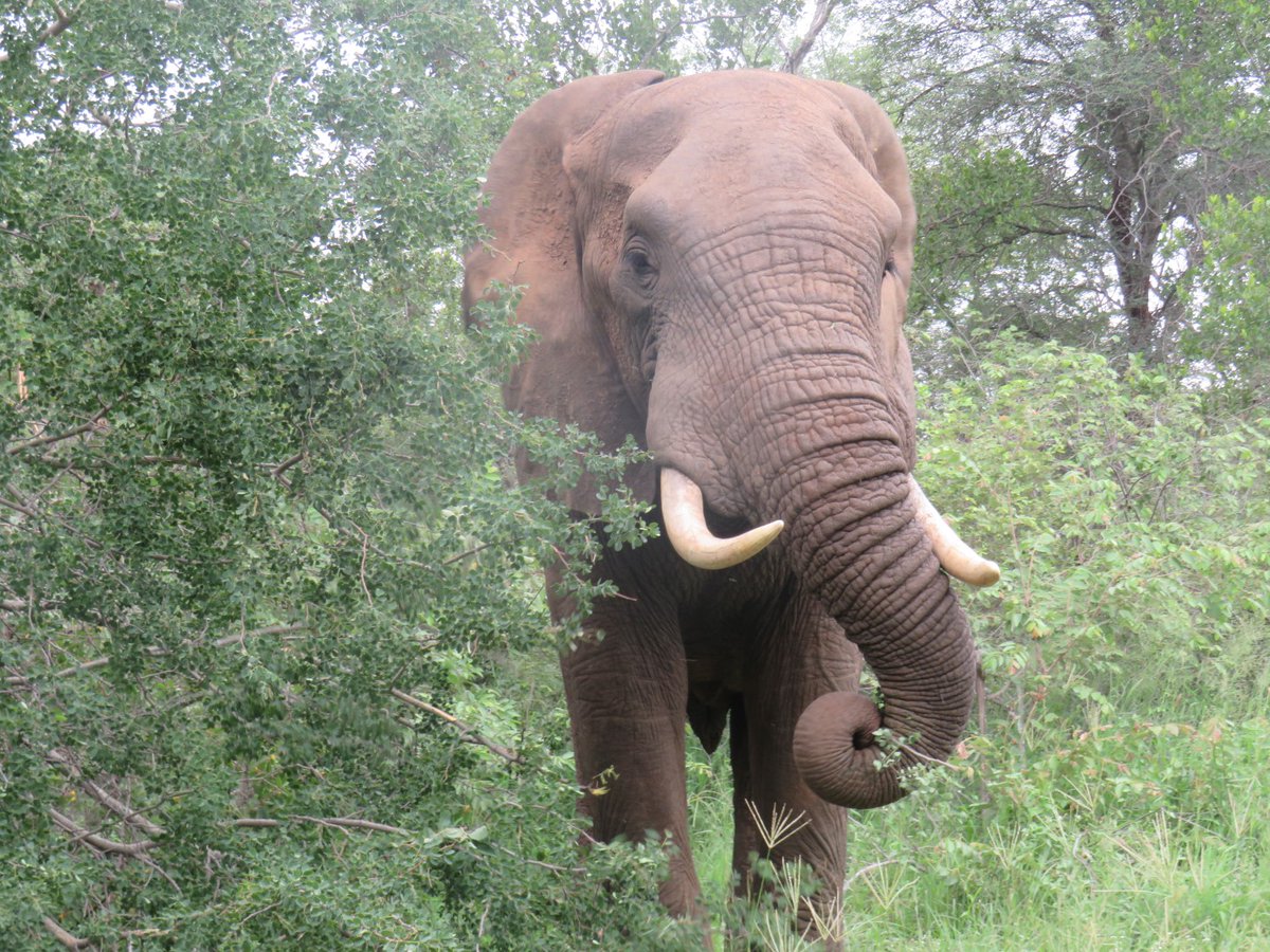 CampGaronga's tweet photo. Have you ever noticed how the shape of an elephant's head changes with age? The forehead hollows get steadily deeper as an elephant ages giving an elderly elephant an amazing hourglass shape to their head.
π· Johnson Ntimane
https://t.co/5X5ePpp0f1
#Elephant #Safari #Garonga https://t.co/QhgRuz6V4z