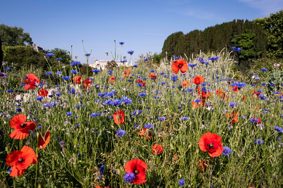 Nous avons le plaisir de vous annoncer que le Muséum va progressivement rouvrir ses sites (jardins, zoos et musées) dans toute la France ! 🎉
Le #JardindesPlantes sera le premier à vous accueillir dès le 5 juin.
Plus d'informations dans les jours à venir : jardindesplantesdeparis.fr/fr/aller-plus-…