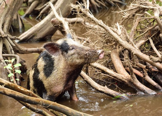  #FeralHogs live in the  #Swamp