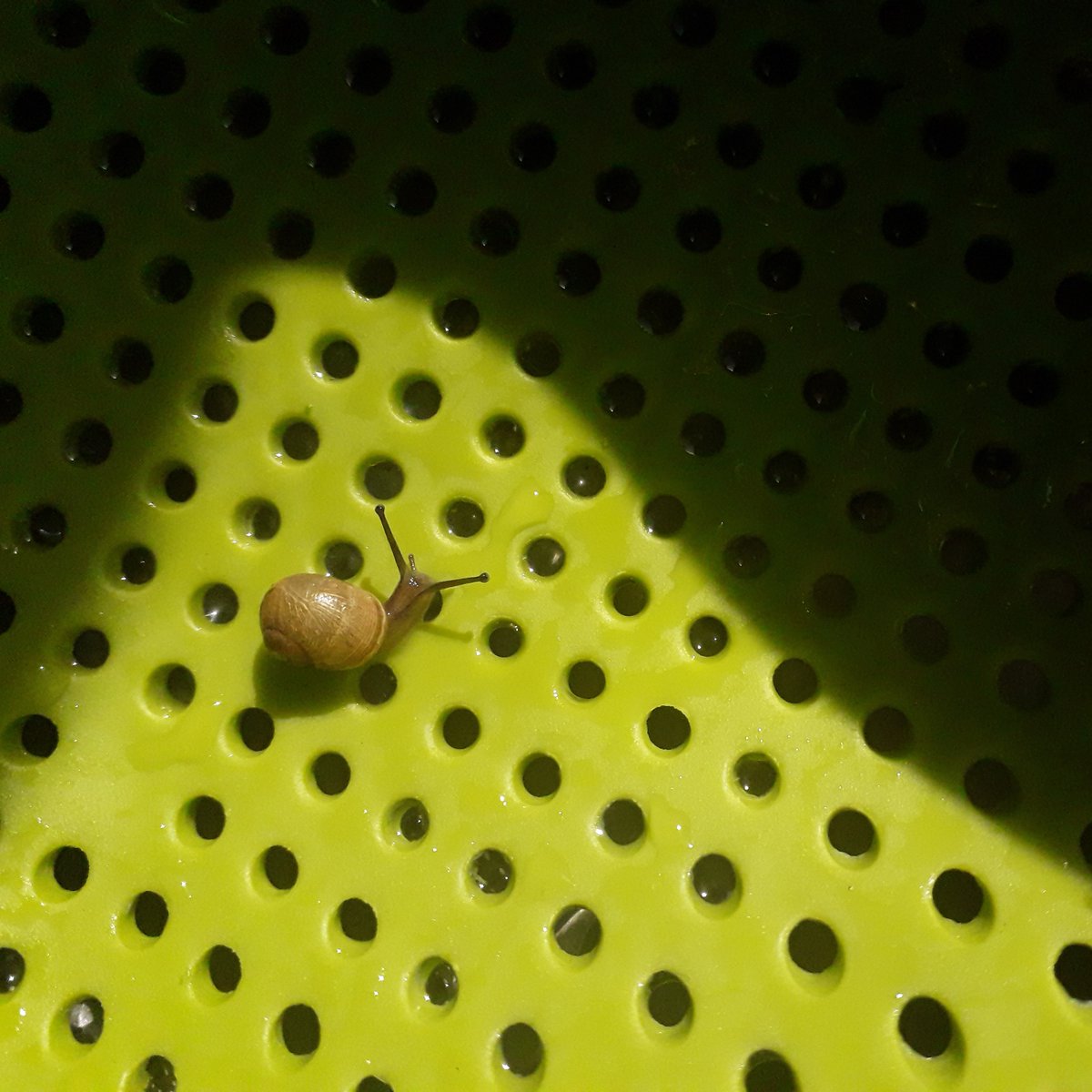 AteliersCortada's tweet photo. Pesto escapee! 
Too small to be part of dinner...
#edinburghgarden #friendlylocal #pesto #foraging https://t.co/nQHvnK8q9l