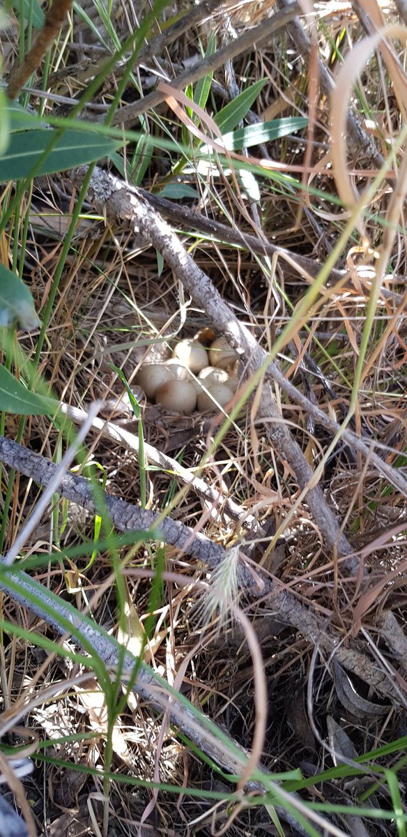 Francisco Sanchez  tweet media