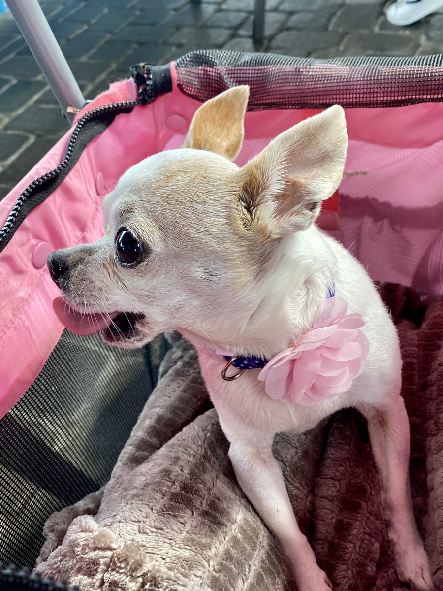 gailadixon's tweet photo. Izzy’s nervous now but when the food comes she’ll be barking a different tune. #DiningWithDogs #LosReyes #Chihuahua #dogsoftwitter https://t.co/VSobhWYhpe
