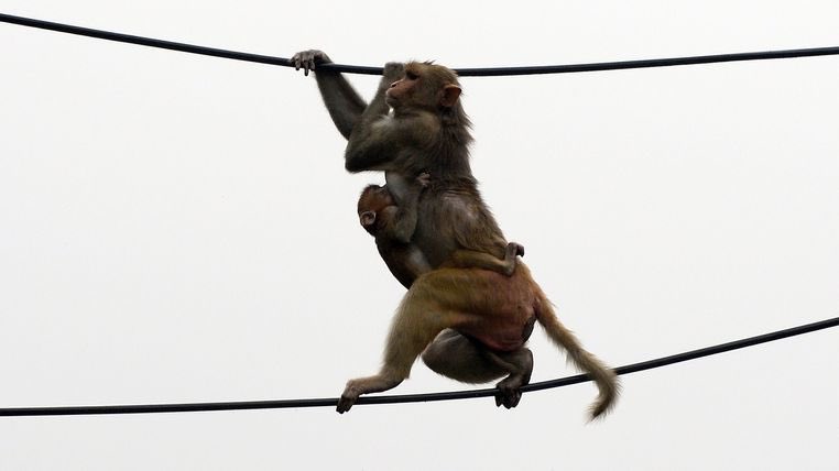 Coronavirus: Monkeys 'escape with COVID-19 samples' after attacking lab assistant
news.sky.com/story/coronavi…
...I mean seriously WTaF...