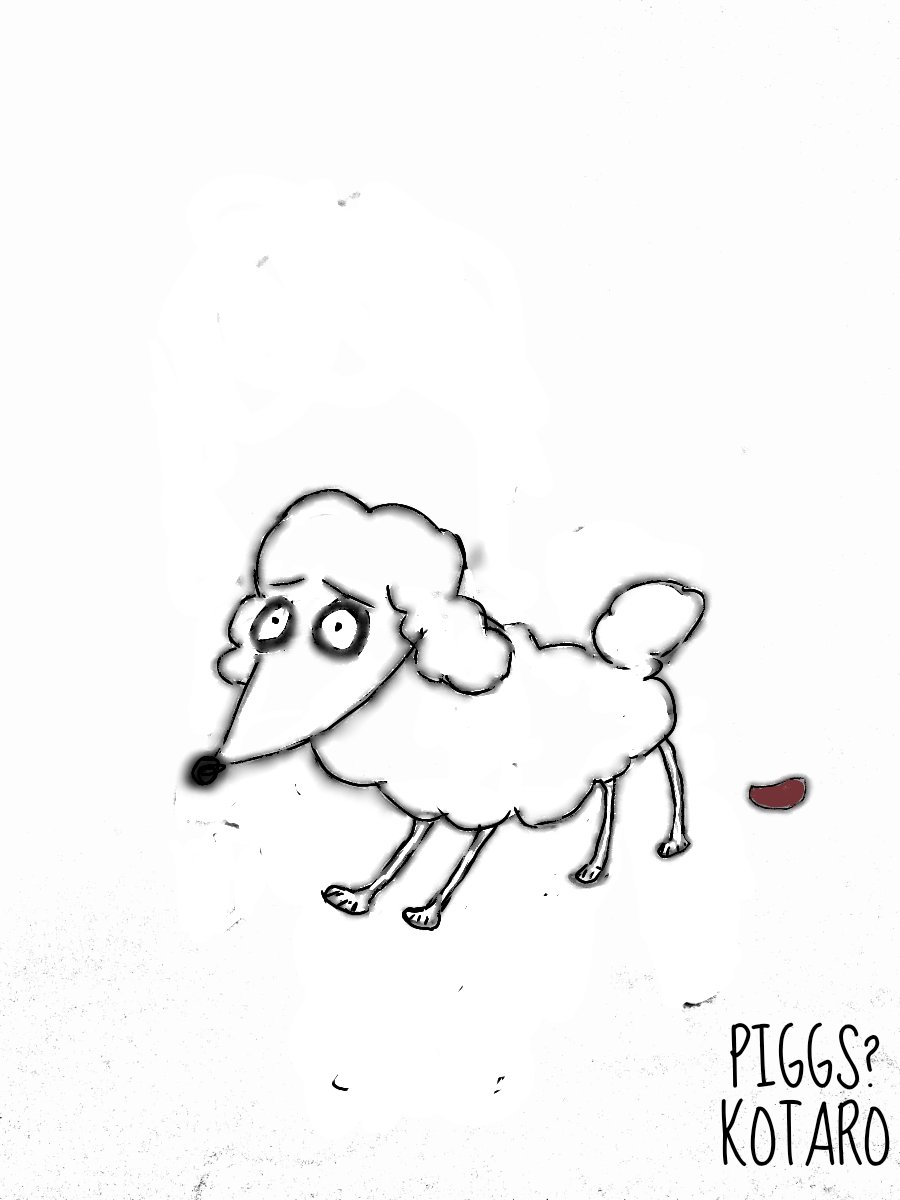 mowx2_mow's tweet image. #PIGGS #PICCS
#IHATEPIGGS #コタ #コタロー #タコ
一応血統書付き、みんな大好きコタ