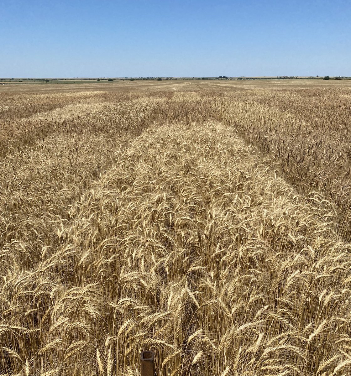 #WheatHarvest20 at Southwest Oklahoma has begun!  

📍Walters, OK 

📊 Results will be posted at wheat.okstate.edu next week! @osu_weedfarmer <a href="/kinderjw/">𝙅𝙞𝙢𝙢𝙮 𝙒. 𝙆𝙞𝙣𝙙𝙚𝙧 ✝️👪🌱🐄</a>
