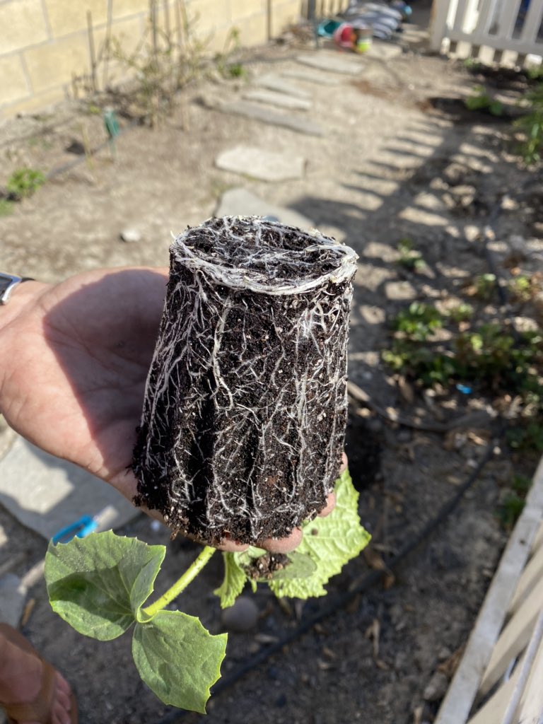 RMicroalgae's tweet image. Massive amounts of roots! These veggies will be going into a garden, and will continue to be given #resurgent and #climaclone check it out! resurgent.store