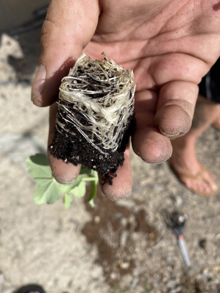 RMicroalgae's tweet image. Massive amounts of roots! These veggies will be going into a garden, and will continue to be given #resurgent and #climaclone check it out! resurgent.store