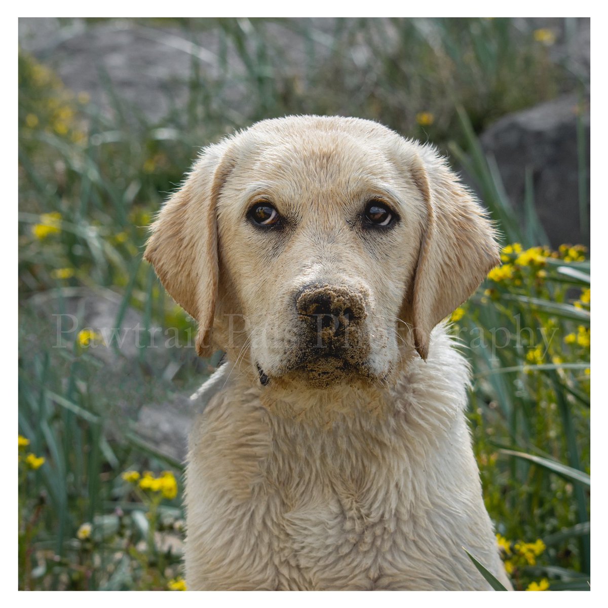 Pawtraitpals's tweet image. Frowback Friday 😊 Cheeky pup 🐶 #Friday 
Chester #yellowlabradorpuppy⁣
North Wirral Coastal Park #wallasey⁣
#yellowlabpuppy #labradorpup #labpuppy #labrador #labradorretriever #yellowlab  #wirraldogs #dogsofwirral #puppytime