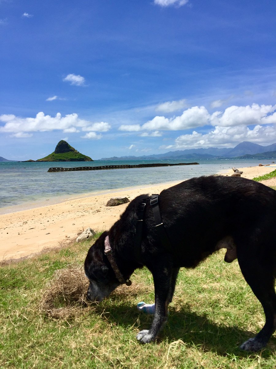 Happy Aloha Friday Friends! It’s been a while since I’ve seen you all and I missed you. ❤️ #FlatTuckerSeesHisFriends has come to to visit me in Hawaii from California @RangersmamaLA We went to the beach and he liked it! Let’s catch up Pals and show me where you are swimming.