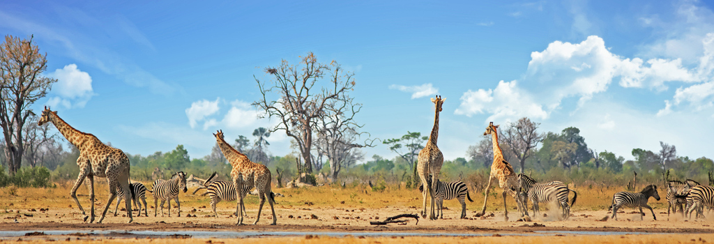 The water hole. You could sit for hours watching animats come and go. 🦒 🦓