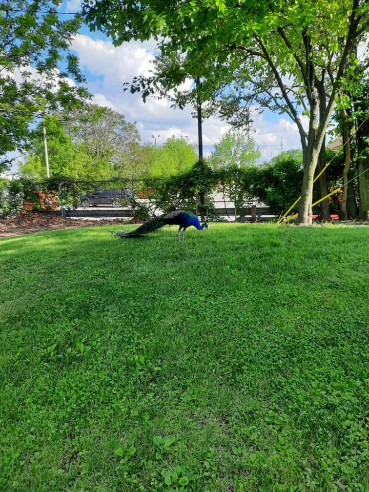 FrankDaPeacock's tweet photo. Spent the night at Willard Park. Seen some crazy stuff happening there. 👀👀 Heading back south toward @MyFountainSqr. Might get some cocktails at Rooftop Garden and Lounge. Get it? Cocktails. 🤣🦚🤣 https://t.co/8Yo9NXiWo2